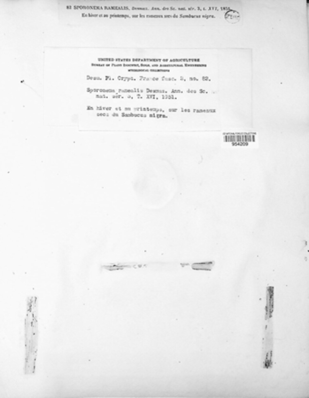 Sporonema image